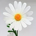 Foam Paper flower Foam Paper flower